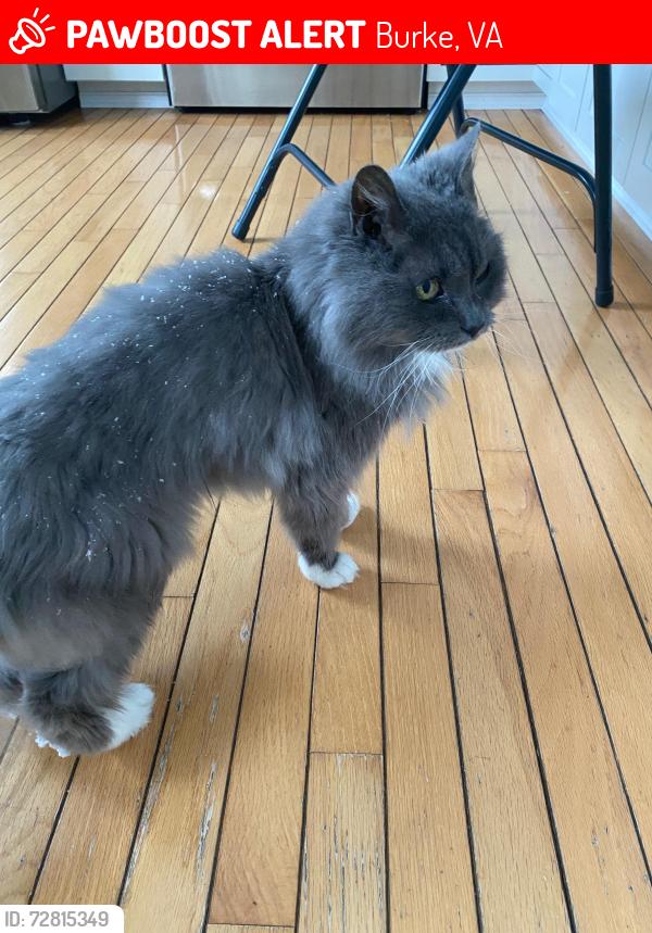 Lost Female Cat last seen Whitewater drive , Burke, VA 22015