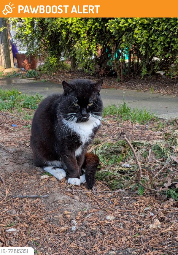 Found/Stray Unknown Cat last seen Mayfield Academy, Greater London, England RM8