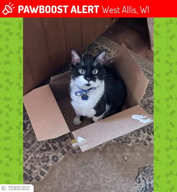 Lost Male Cat last seen Wisconsin State Fair - 84th street side, West Allis, WI 53214