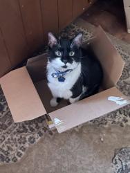 Lost Male Cat last seen Wisconsin State Fair - 84th street side, West Allis, WI 53214