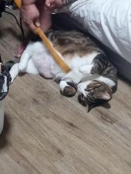 Lost Male Cat last seen 7-11 on E Tabor Ave, Fairfield, CA 94533