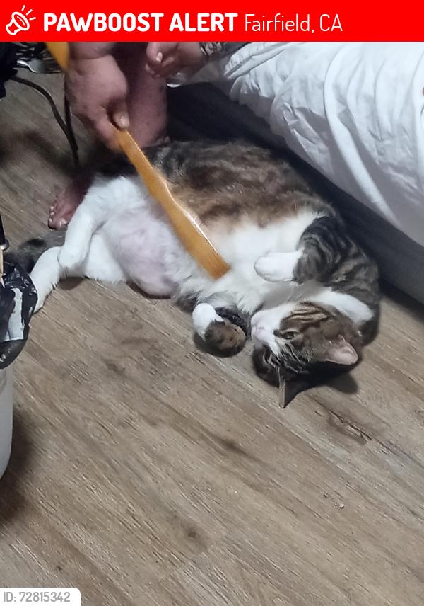 Lost Male Cat last seen 7-11 on E Tabor Ave, Fairfield, CA 94533