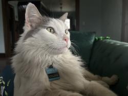Lost Male Cat last seen His tracker has him on S McCann, Kokomo, IN 46901