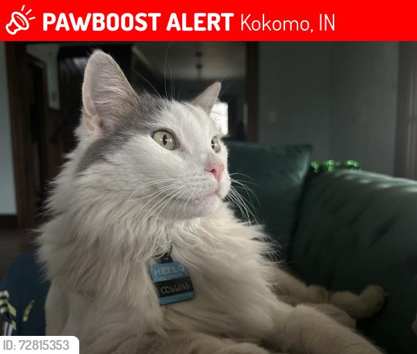 Lost Male Cat last seen His tracker has him on S McCann, Kokomo, IN 46901