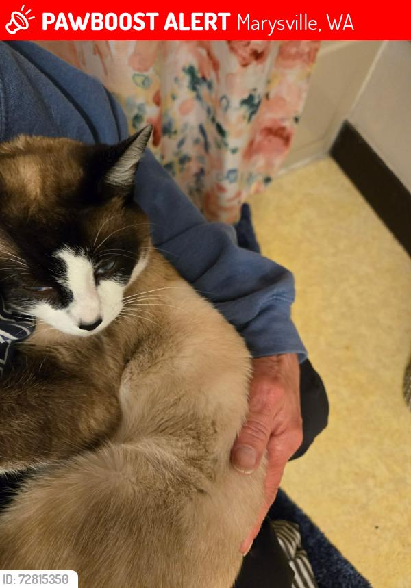 Lost Male Cat last seen Sunnyside elementry, Marysville, WA 98270