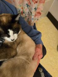 Lost Male Cat last seen Sunnyside elementry, Marysville, WA 98270