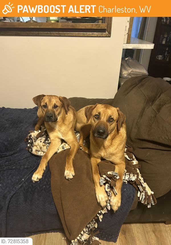 Found/Stray Female Dog last seen Near Joplin park, Charleston, WV 25303