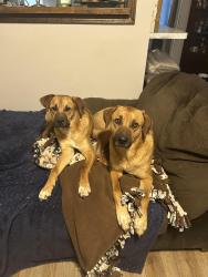 Found/Stray Female Dog last seen Near Joplin park, Charleston, WV 25303
