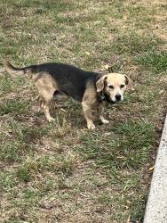 Found/Stray Male Dog last seen Lundale Court and Dingess Road, Charlotte, NC 28273
