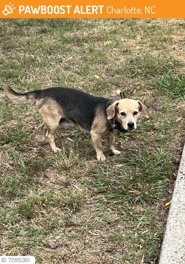 Found/Stray Male Dog last seen Lundale Court and Dingess Road, Charlotte, NC 28273