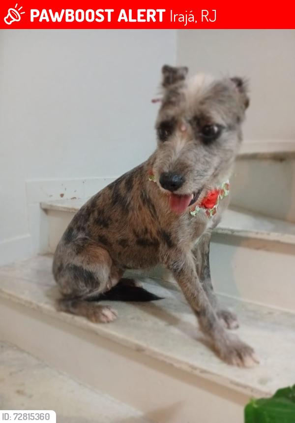 Lost Female Dog last seen Irajá, rio de Janeiro, Irajá, RJ 
