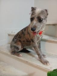 Lost Female Dog last seen Irajá, rio de Janeiro, Irajá, RJ 