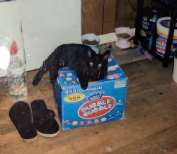 Lost Male Cat last seen Near Catawba Valley Boulevard and Robinson Road close by  Goods, Newton, NC 28658