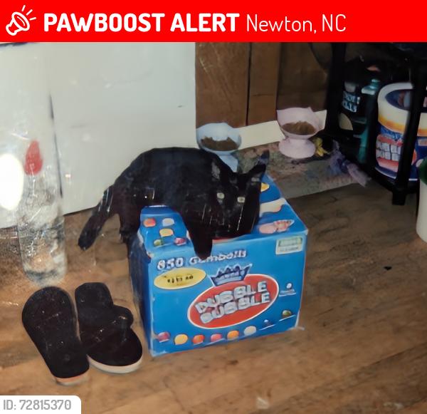 Lost Male Cat last seen Near Catawba Valley Boulevard and Robinson Road close by  Goods, Newton, NC 28658
