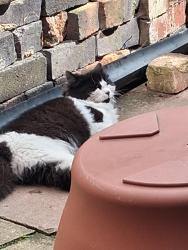 Found/Stray Female Cat last seen Tap bank road oldbury, West Midlands, England B68 8SJ