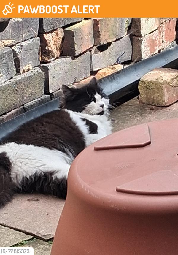 Found/Stray Female Cat last seen Tap bank road oldbury, West Midlands, England B68 8SJ