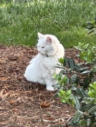 Found/Stray Unknown Cat last seen Squaw Valley Place and Snowmass Road, Village of Innsbrook, Glen Allen, VA, Innsbrook, VA 23060