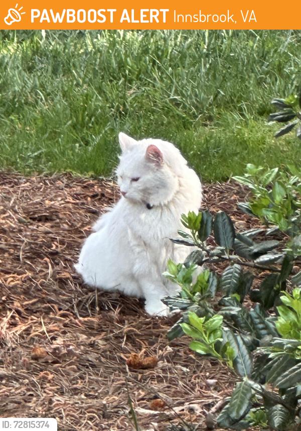 Found/Stray Unknown Cat last seen Squaw Valley Place and Snowmass Road, Village of Innsbrook, Glen Allen, VA, Innsbrook, VA 23060