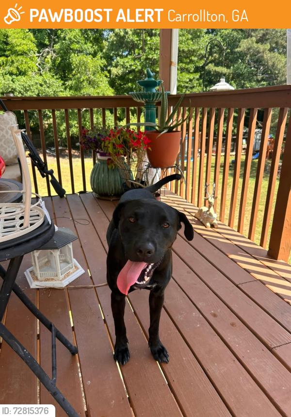 Found/Stray Female Dog last seen Sandhill shady grove , Carrollton, GA 30116