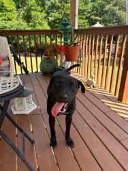Found/Stray Female Dog last seen Sandhill shady grove , Carrollton, GA 30116