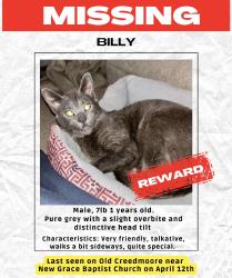 Lost Male Cat last seen New Grace Baptist Church, Raleigh, NC 27613