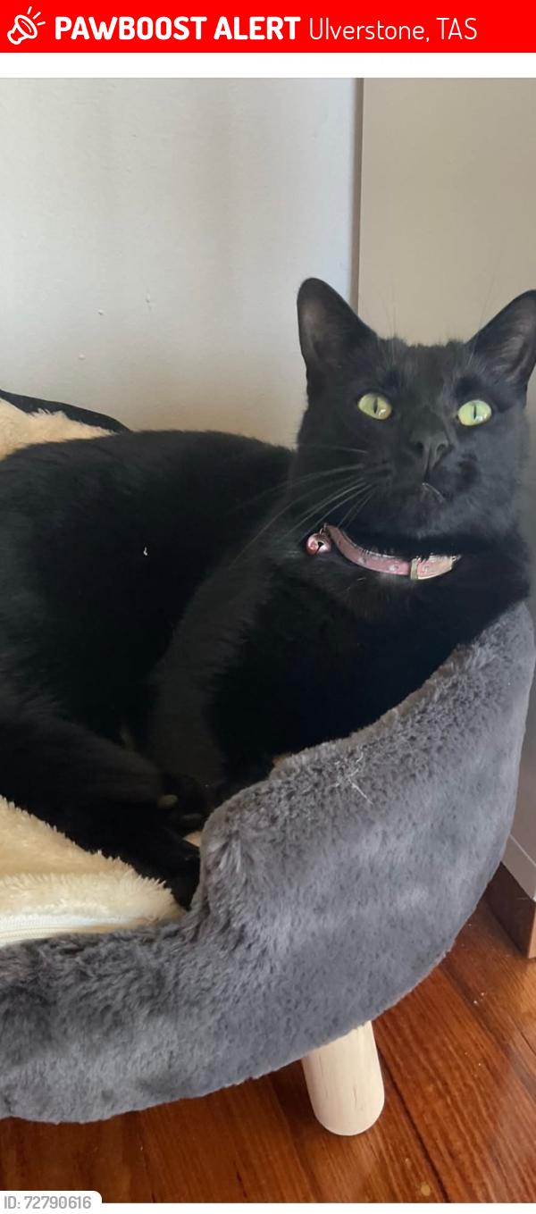 Lost Male Cat last seen Ulverstone , Ulverstone, TAS 7315