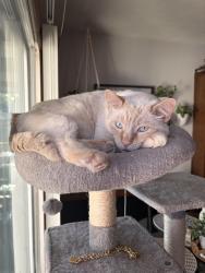 Lost Male Cat last seen E37th Street and Palm Avenue, Lorain, OH 44055