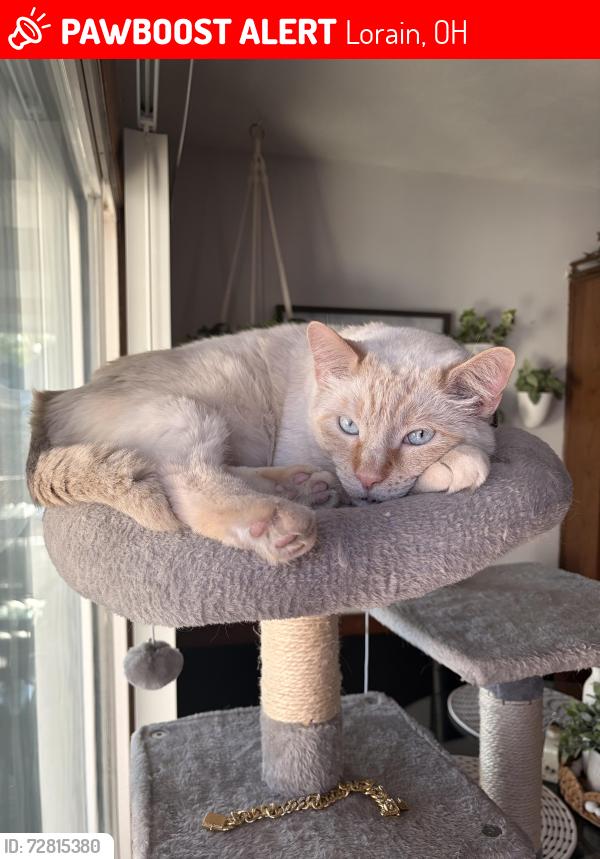 Lost Male Cat last seen E37th Street and Palm Avenue, Lorain, OH 44055
