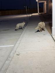 Lost Female Dog last seen Culbera construction site , San Antonio, TX 78253