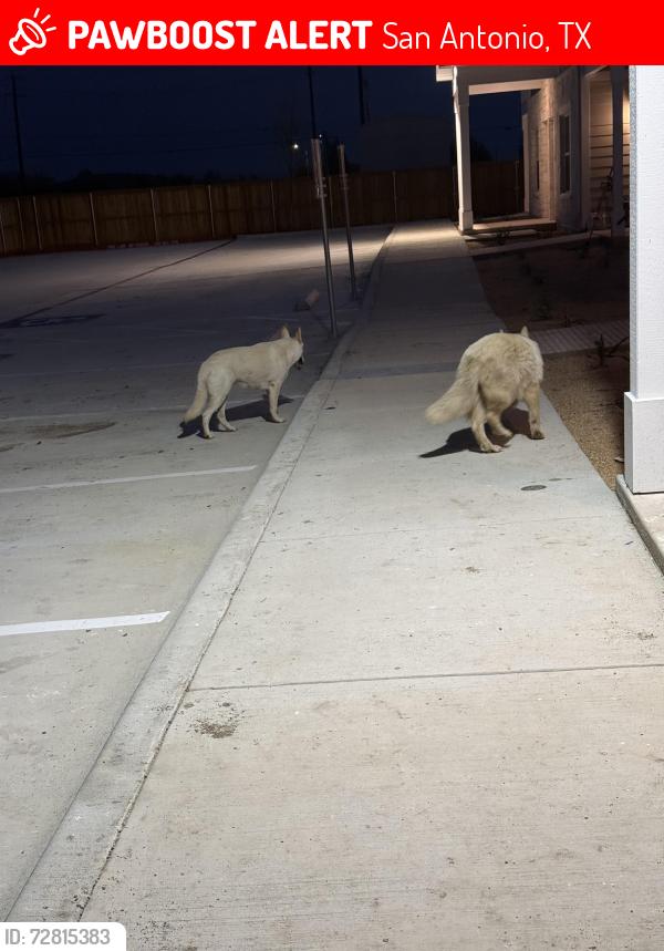 Lost Female Dog last seen Culbera construction site , San Antonio, TX 78253