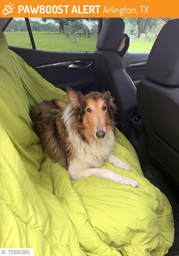 Found/Stray Female Dog last seen 2nd street and Mary St in Arlington, TX, Arlington, TX 76010