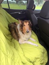 Found/Stray Female Dog last seen 2nd street and Mary St in Arlington, TX, Arlington, TX 76010