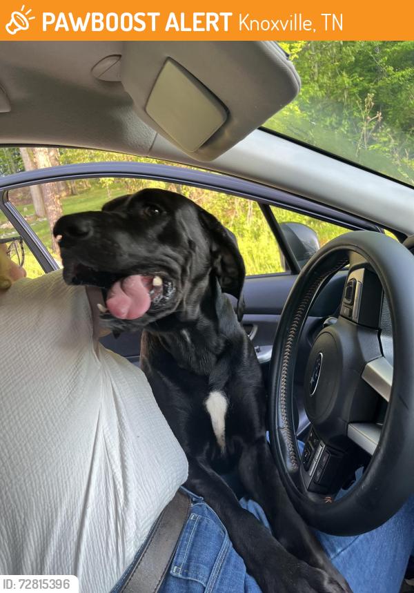 Found/Stray Unknown Dog last seen hse has Bear carvings out of tree stumps, Knoxville, TN 37920