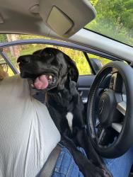 Found/Stray Unknown Dog last seen hse has Bear carvings out of tree stumps, Knoxville, TN 37920