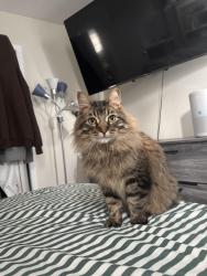 Lost Male Cat last seen Near pleasant , Minneapolis, MN 55404