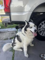 Found/Stray Male Dog last seen Near holiday rd, Cutler Bay, FL 33157