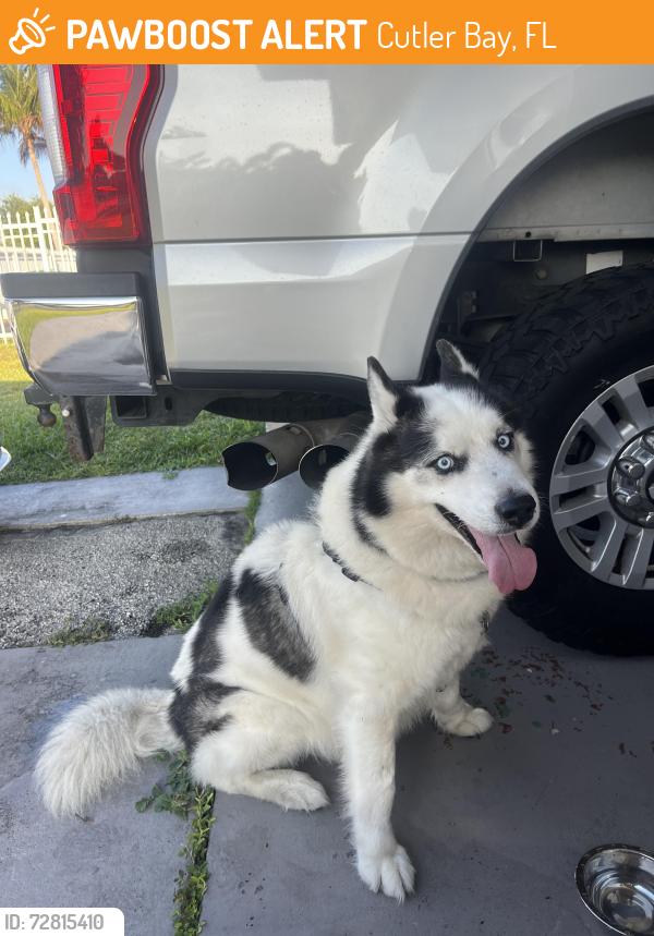 Found/Stray Male Dog last seen Near holiday rd, Cutler Bay, FL 33157