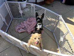 Found/Stray Female Dog last seen Merced and Azusa, West Covina, CA 91790