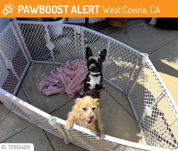 Found/Stray Female Dog last seen Merced and Azusa, West Covina, CA 91790