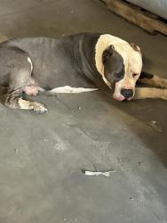 Found/Stray Male Dog last seen Sherman Ave , Panama City, FL 32405