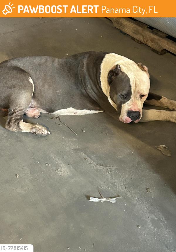 Found/Stray Male Dog last seen Sherman Ave , Panama City, FL 32405