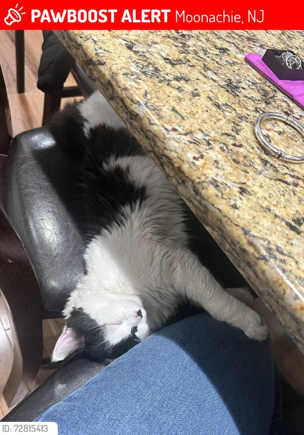 Lost Female Cat last seen Moonachie, Moonachie, NJ 07074