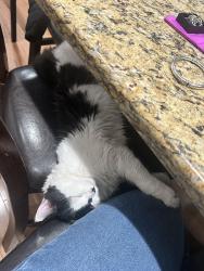 Lost Female Cat last seen Moonachie, Moonachie, NJ 07074