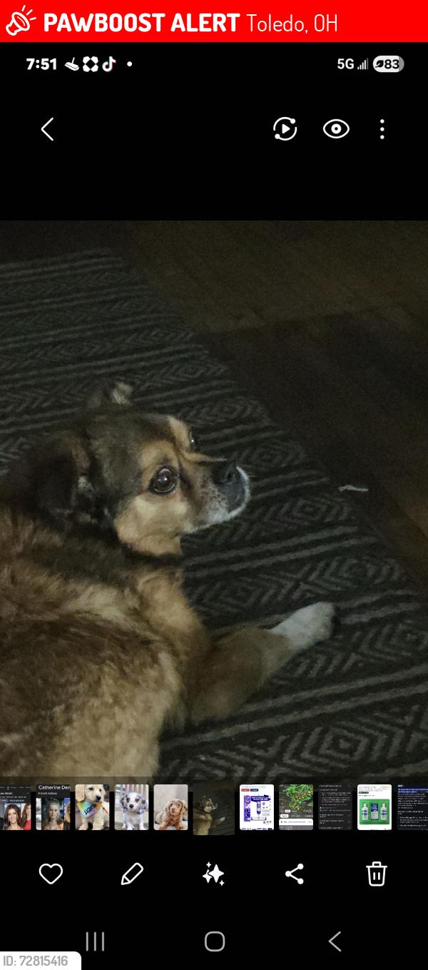 Lost Male Dog last seen Detroit Ave Glendale, Toledo, OH 43614