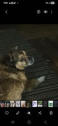 Lost Male Dog last seen Detroit Ave Glendale, Toledo, OH 43614