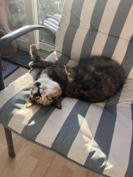 Lost Female Cat last seen herbert avenue, Bournemouth, Christchurch and Poole, England BH12 4EZ