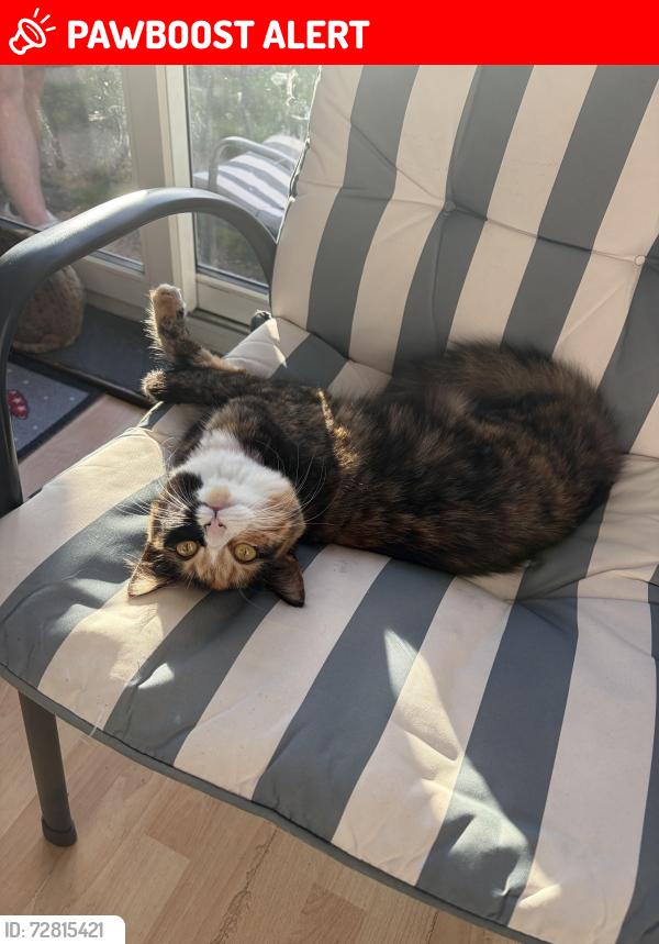 Lost Female Cat last seen herbert avenue, Bournemouth, Christchurch and Poole, England BH12 4EZ