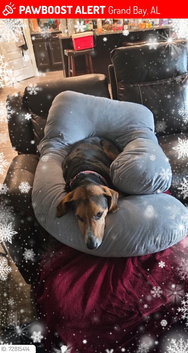 Lost Female Dog last seen Near oak alley dr s grand bay al 36541, Grand Bay, AL 36541