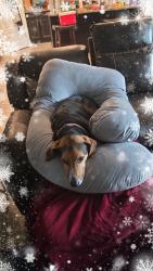 Lost Female Dog last seen Near oak alley dr s grand bay al 36541, Grand Bay, AL 36541