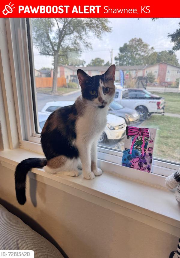 Lost Female Cat last seen 75th st and nieman shawnee ks, Shawnee, KS 66214